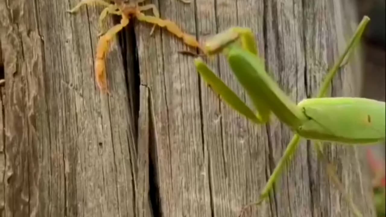 Praying Mantis Vs Scorpion