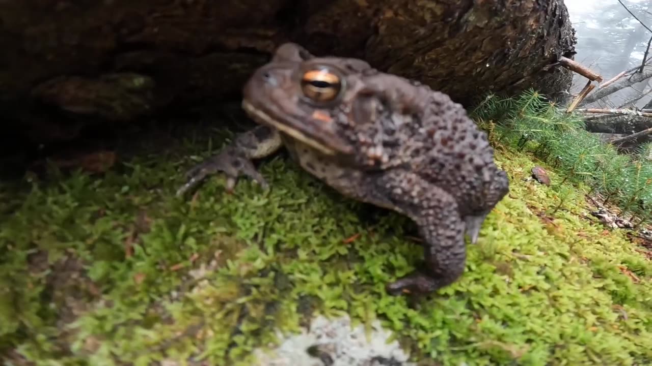 American Toad