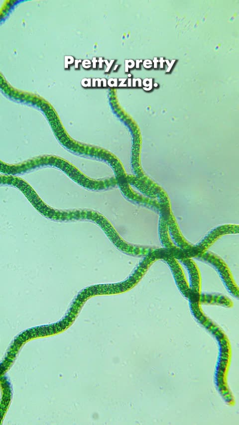 Spirulina V. Moringa V. Chlorella