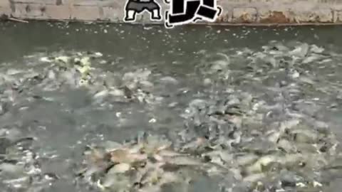 AWW Top Funny Cats And Dogs Videos