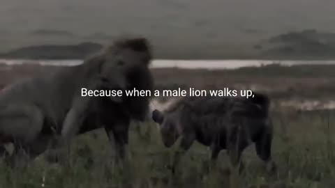 LION MENTsssALITY - Motivational Video_Cut