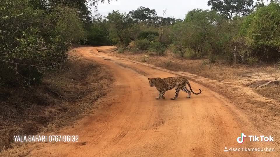 tiger