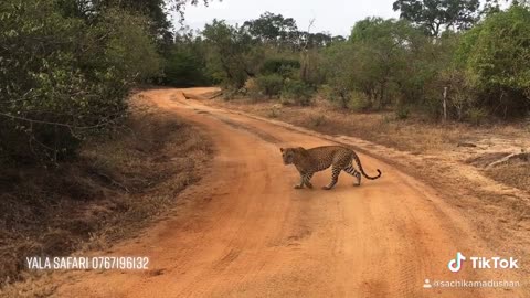tiger