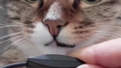 funny cats