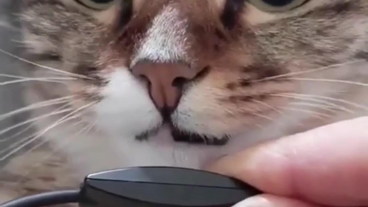 funny cats