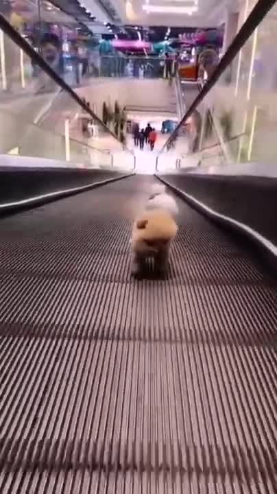 Cute Puppy Video 🐕 puppy training 💥 dog funny