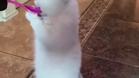 Funny video