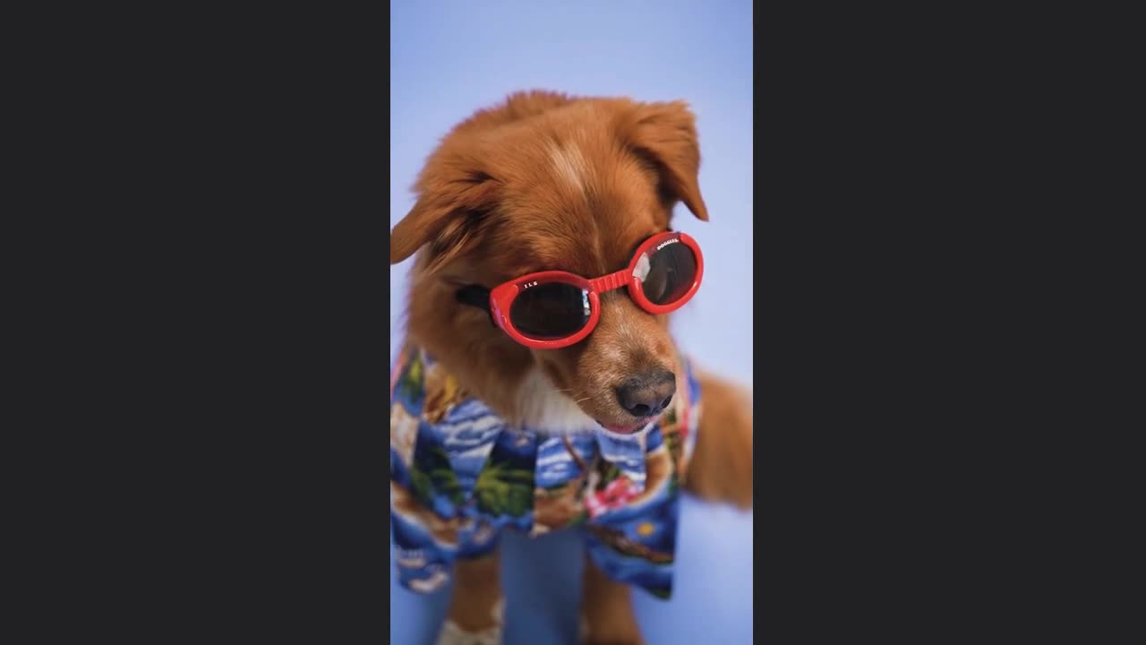 Funny and cute animals | Indoor Dog photo shoot| Dogs videos | Cute dogs