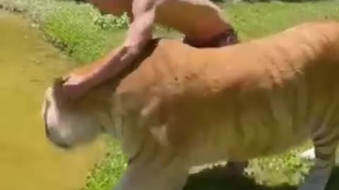 Funny Animal Videos