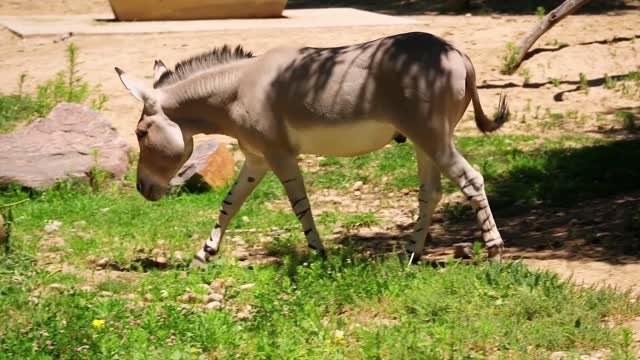 4K ULTRA HD ANIMAL VIDEO - beautiful Animals in nature short video
