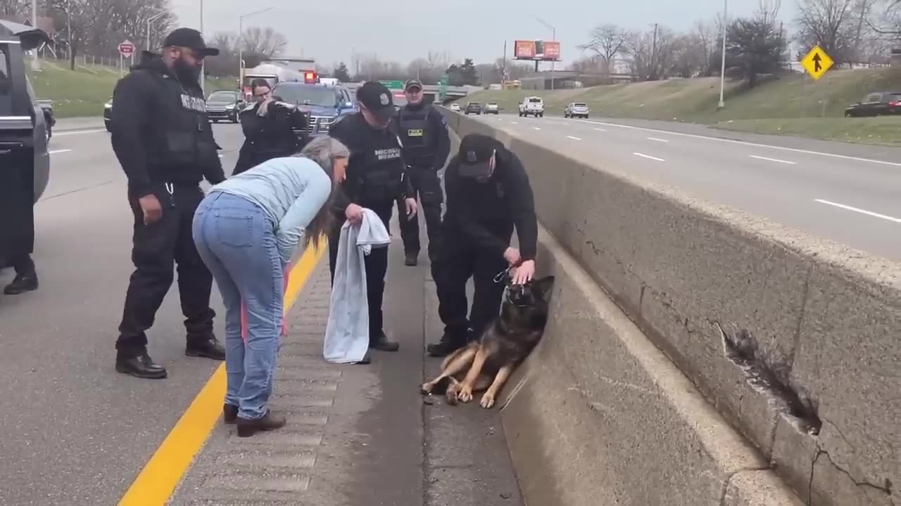 WATCH: Good Samaritan saves German Shepherd found on westbound I-94