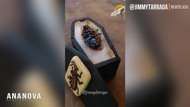 Influencer's Incredible Insect Coffins Delight Millions