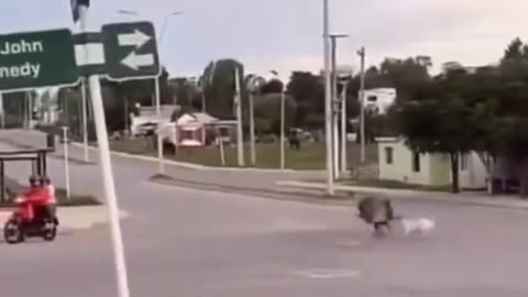 Dogs Bullying Goofy Ostrich