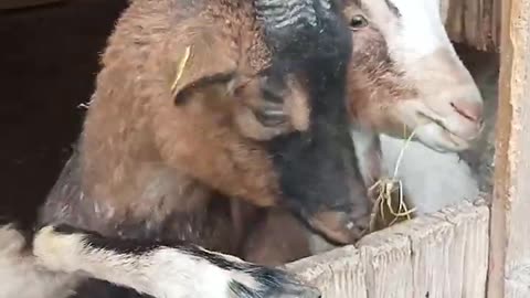 funny goats