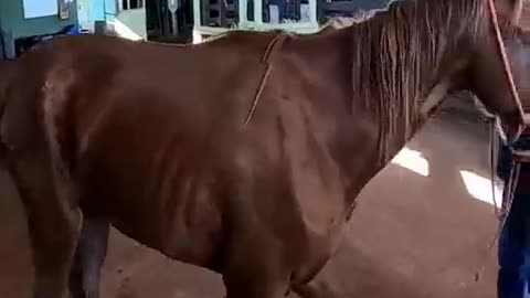 horse