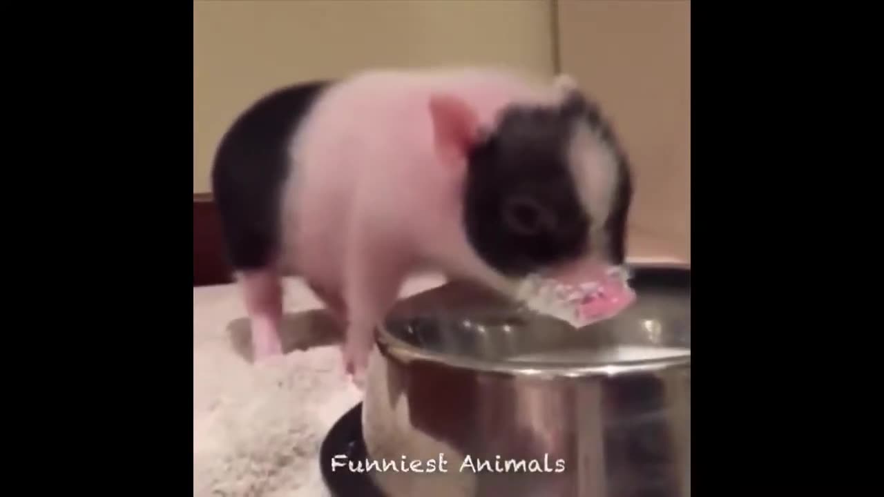 funny animal video