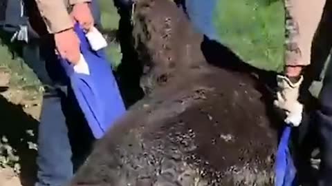 400lb bear dragged away after falling