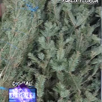 Christmas Trees are pricey this year