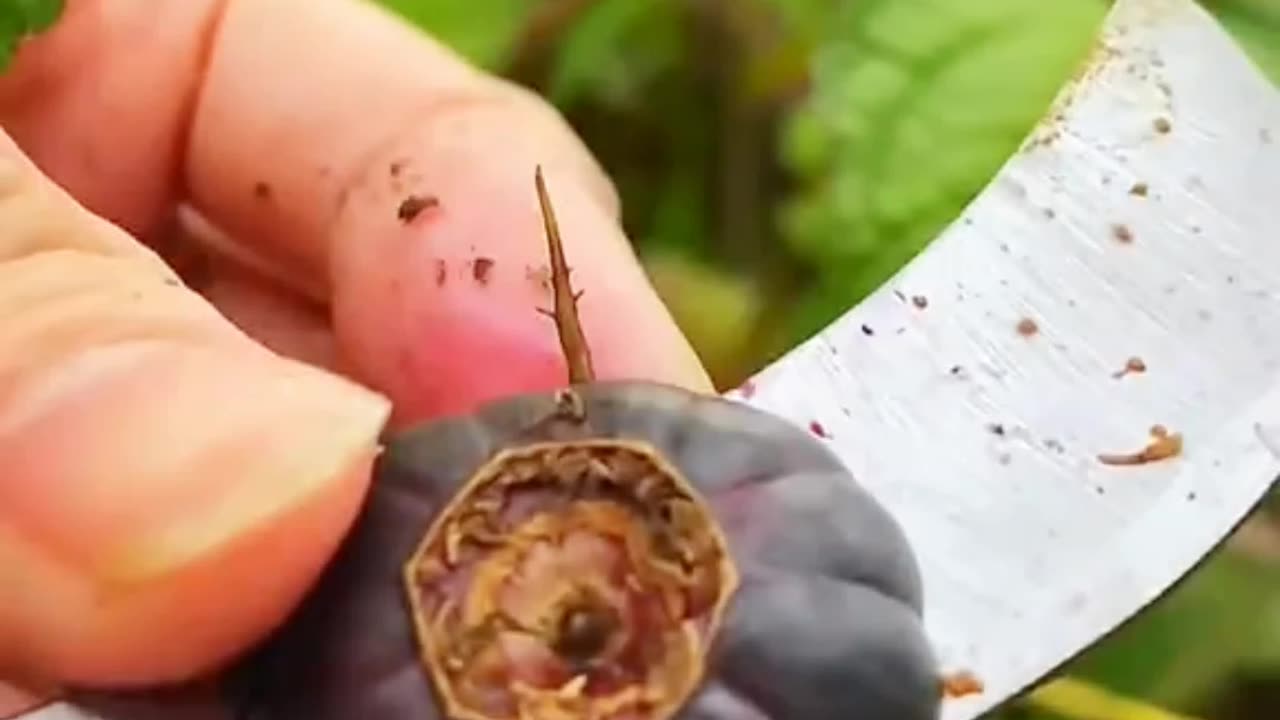 Cutting fruits satisfying video