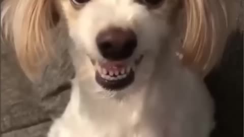 Funny moments animal s of the day