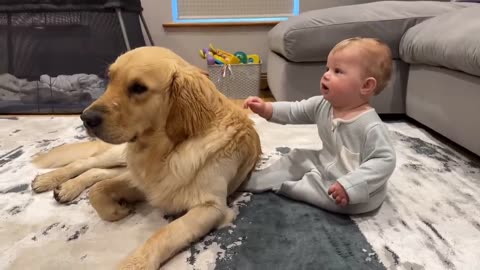 Golden Retriever Pup Makes Baby Cry But Says Sorry! (Cutest Ever!!)