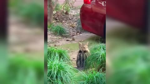 # funniest cats compilation 😂 2023