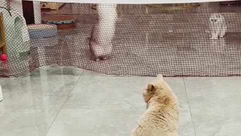 Cat play basketball