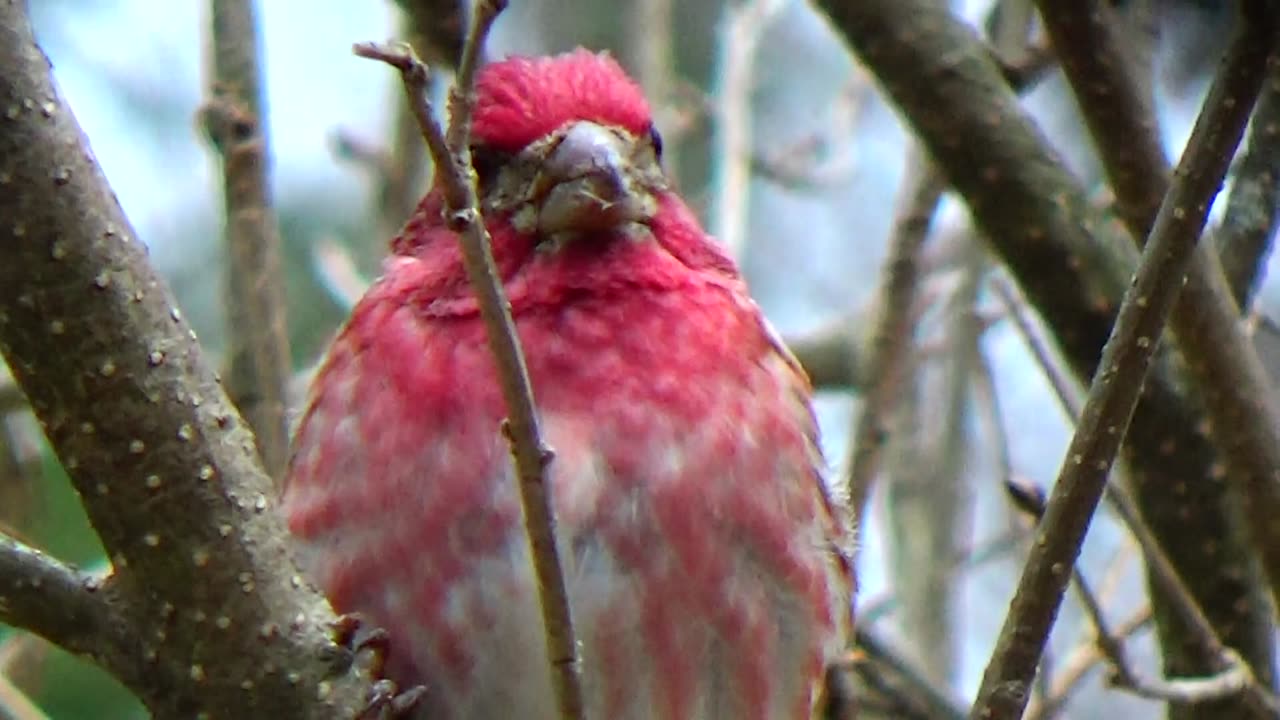 Purple Finches