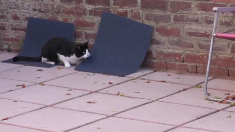 Cat humorously shakes head and butt before pounce