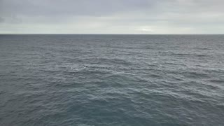 Gorgeous Humpback Whales Cruise in Crisp, Clean Water