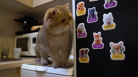 There are magnets with Pets from different countries!