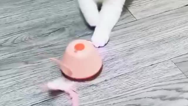 Cats Funny playing 😀