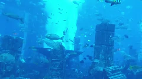 FISH TANK