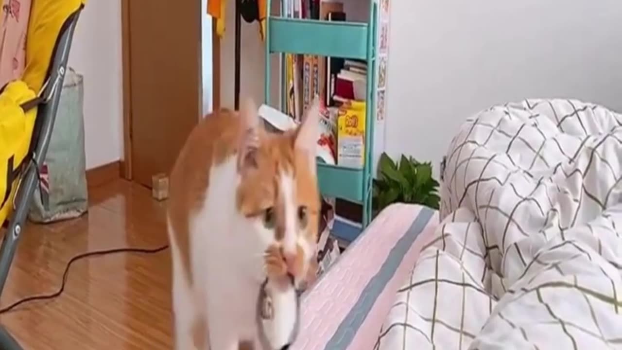 Funniest Animals Video - Best Cats and Dogs Videos