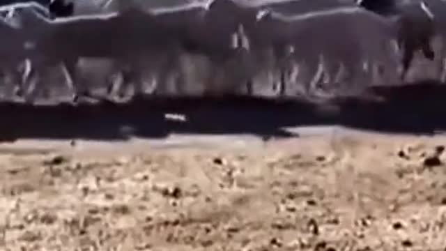 Mystery as flock of ‘zombie sheep’ have been walking circles for 12 DAYS.