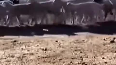 Mystery as flock of ‘zombie sheep’ have been walking circles for 12 DAYS.