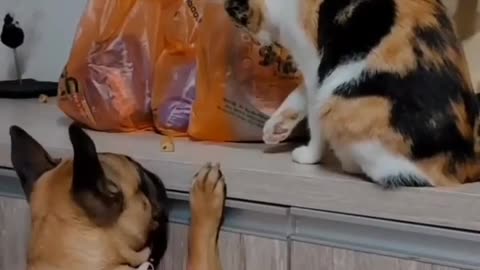 KITTY KITTY 😉WHILE U ARE UP THERE THROW THAT TREAT DOWN TO ME!