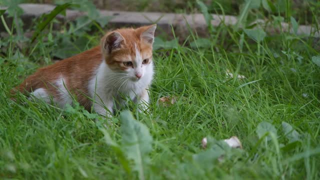 GATO TREINANDO CAÇA