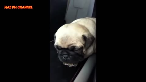 41 Funny And Cute Pug Videos Compilation 2023 Funny Dog Videos