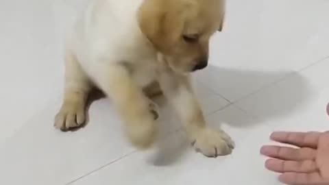 puppy training