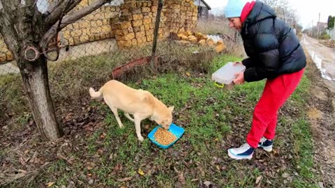 Scared Stray Dog Wants to Hide from the World...