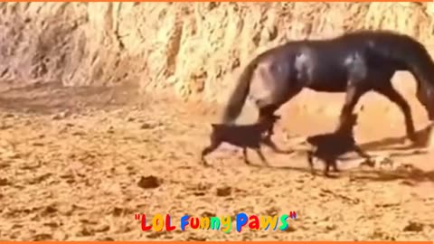 Funny videos 2024 | kids | crazy dog