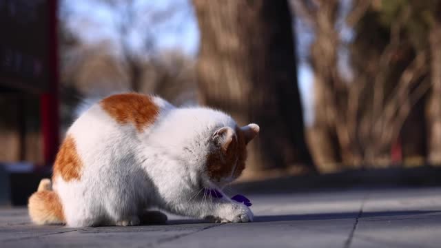 The cat and the cat stick