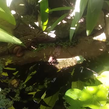 22.8.2024 From the pond...