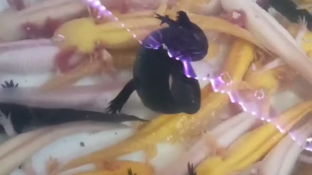 A group of cute salamanders