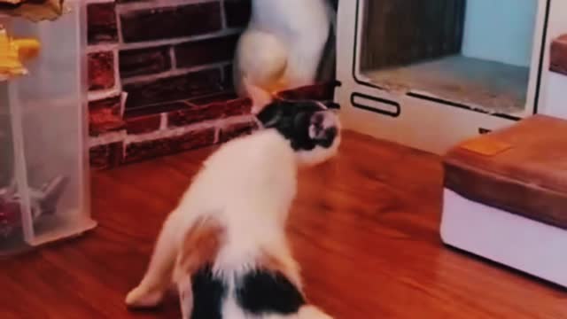 Funny cat videos, funny animal video