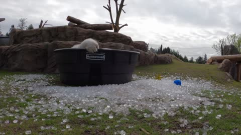 Polar Bear Nora Plays In A Tub Of Ice