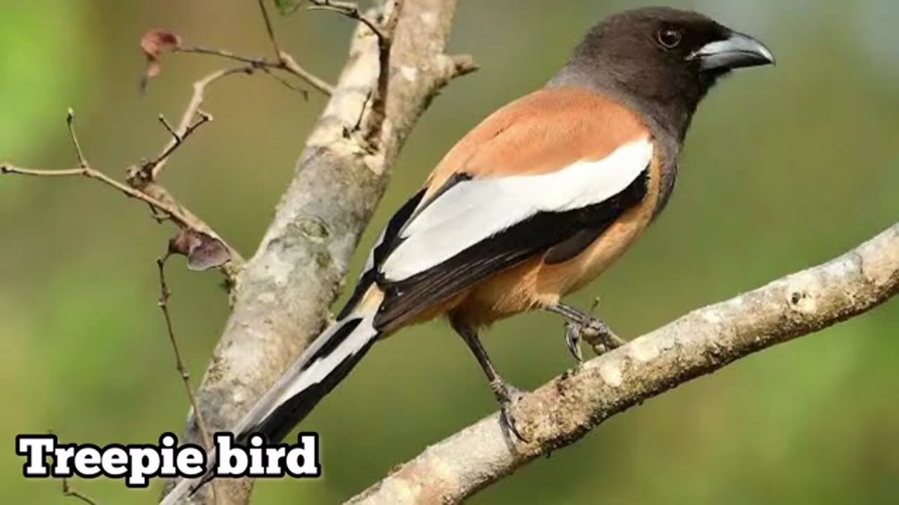 Wings in the Sky: Meet 20 Spectacular Birds Soaring Through the Air