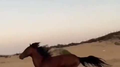 running horse in desert