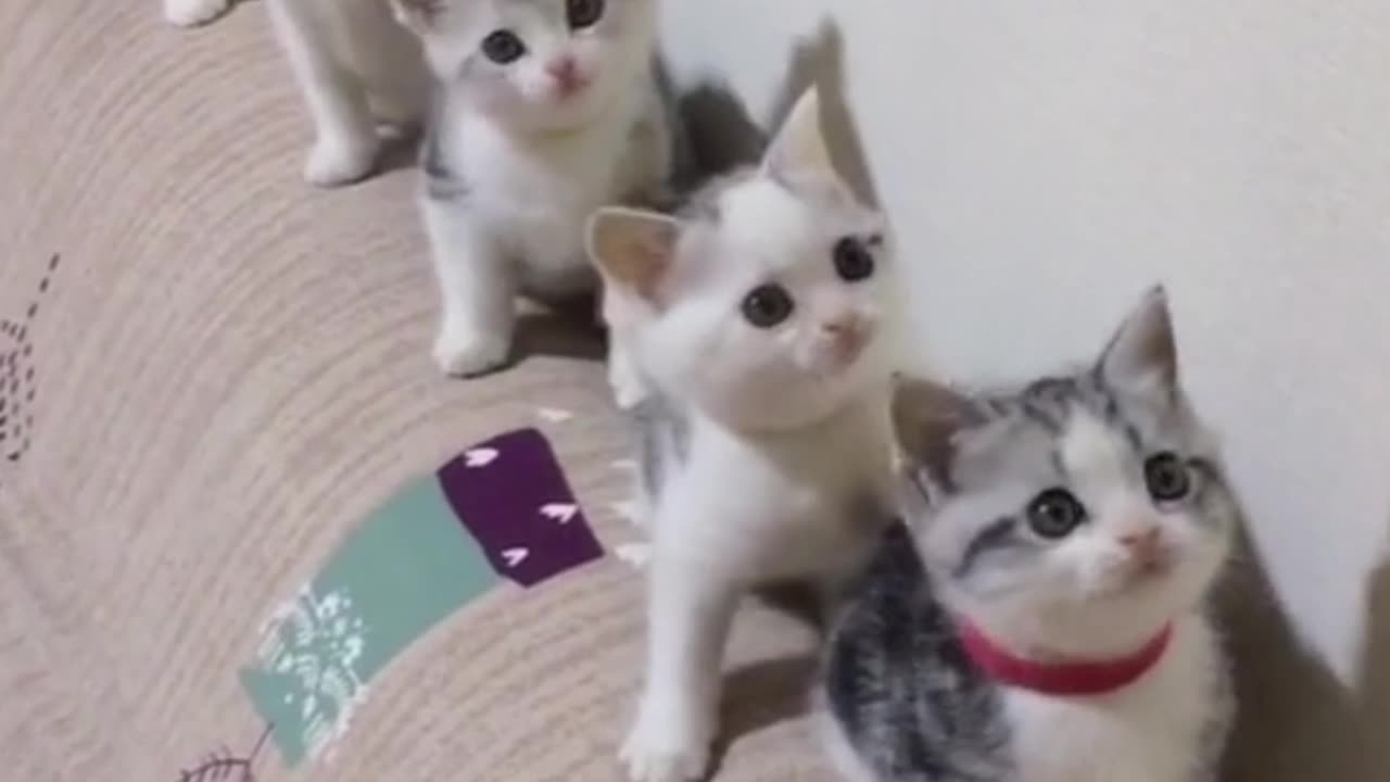 Funny cats video | Cute cat video | Cat funny moments